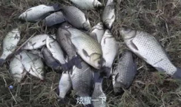 野钓视频,跟随镜头探寻自然水域的垂钓魅力